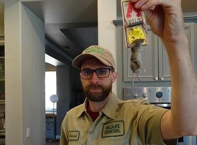 Norfolk pest control