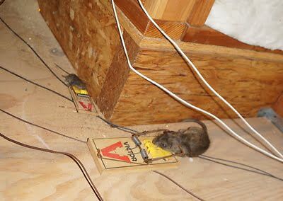 rodent trapping